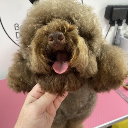 Bathed and dried floof 