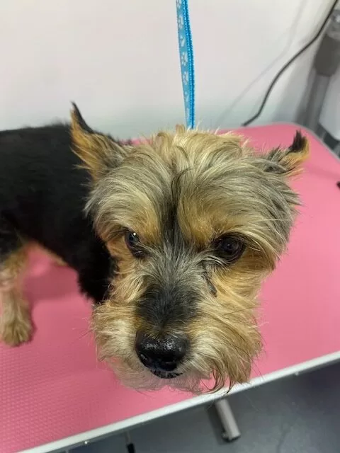 Busters Groom