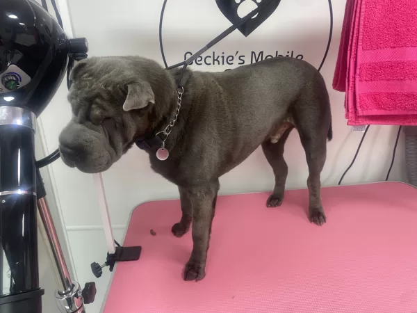Reggies Groom