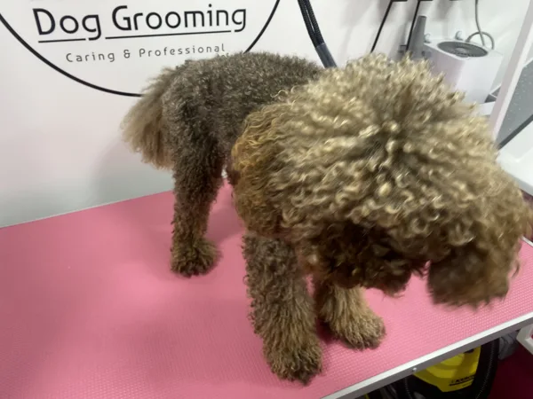 Roccos Groom