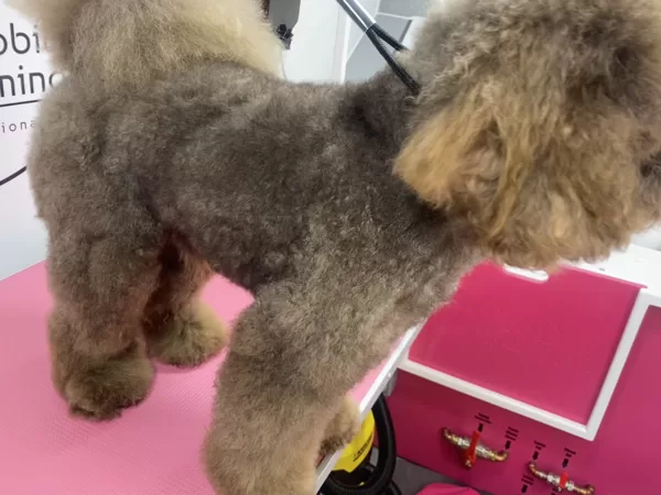 Bathed and dried