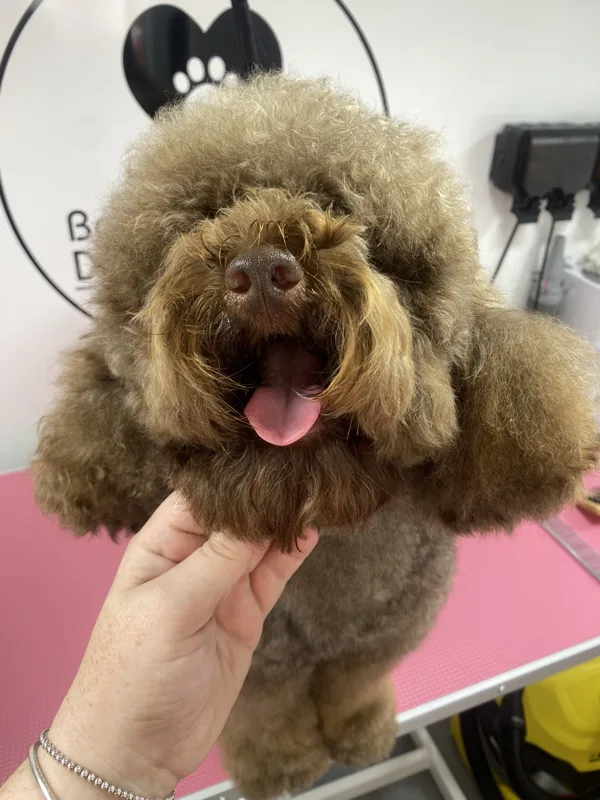 Bathed and dried floof 
