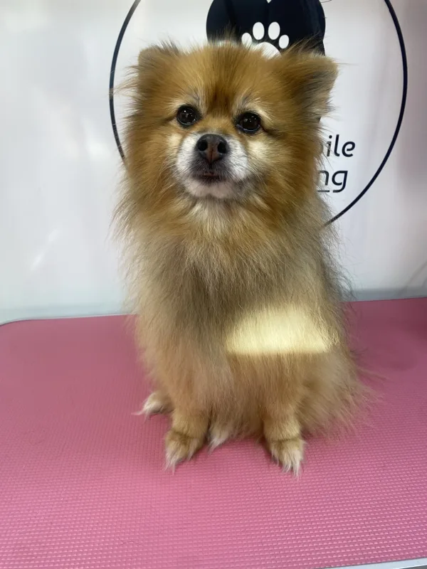Teddies Groom