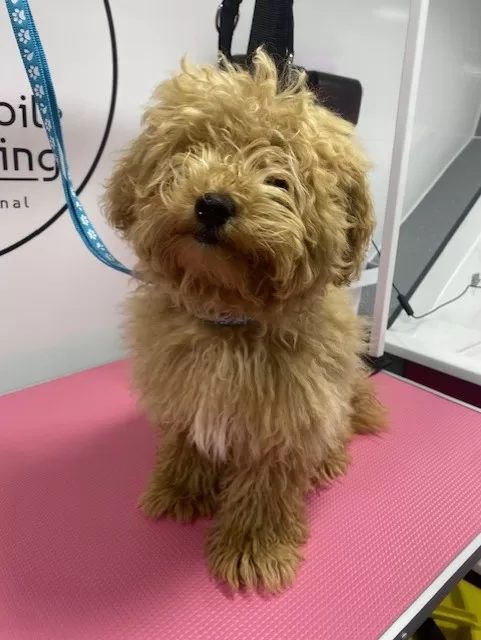 Leo - Puppy Groom