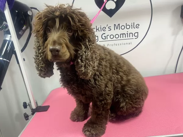 Lola Groom