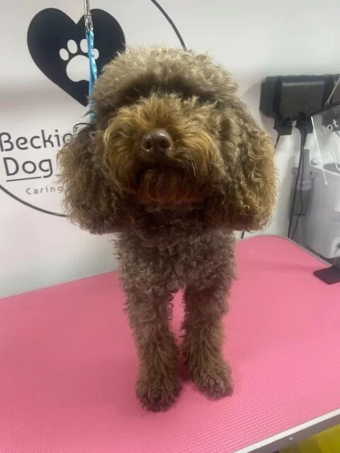 Rocco Second Groom