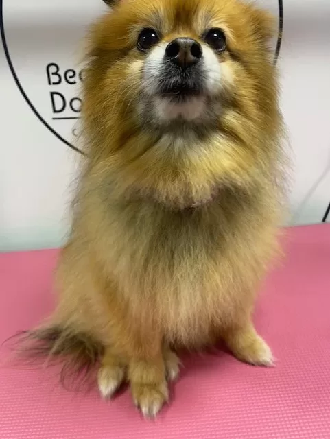 Teddies Second Groom