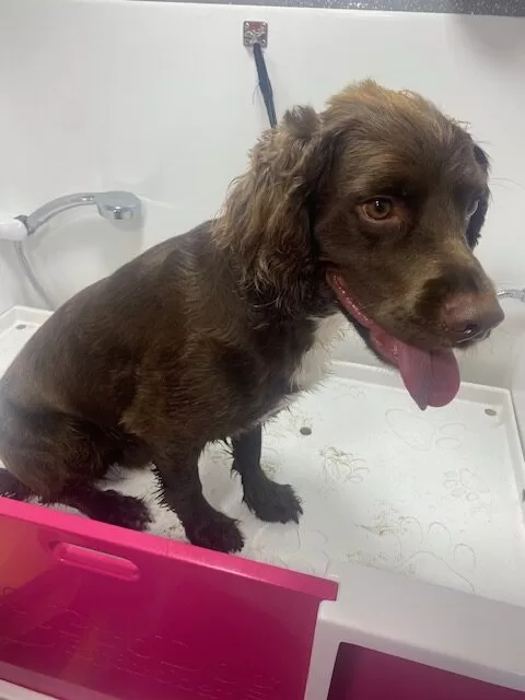 Cocos Groom