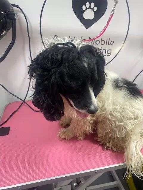 Trigger Groom